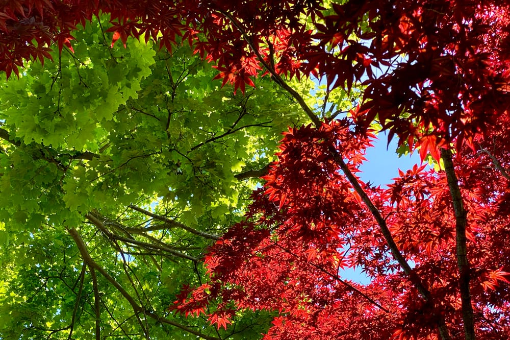 An upward view into the canopy of two trees. On the left, bright green maple leaves. On the right, bright red Japanese maple leaves. Blue sky is visible beyond the leaves.